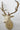 Fallow Deer Shoulder Mount image 0