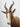 Blesbok Shoulder Mount image 1