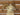 Dall Sheep Shoulder Mount image 2