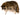 Raccoon Laying Taxidermy image 0