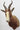 Blesbok Shoulder Mount image 0