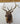 Elk Shoulder Mount image 0