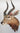 Nyala Shoulder Mount image 0