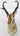 Pronghorn American Antelope Shoulder Mount image 0