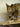 Coyote on Driftwood Taxidermy image 1
