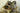 Double Canoeing Raccoon Taxidermy image 0