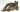 Laying Bobcat on Driftwood image 0