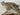 Bobcat Walking on Driftwood Taxidermy image 2