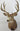 Mule Deer Shoulder Mount image 0