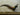 Lady Amherst Pheasant Taxidermy image 0