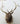 Elk Shoulder Mount image 1