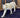 Mountain Lion -- Walking image 0