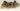 4 Raccoons in a canoe "Noah's Ark" image 0