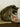 Raccoon with Cereal Box image 1