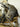 Noah's Ark --2 Raccoons 1 Red Fox Taxidermy image 1
