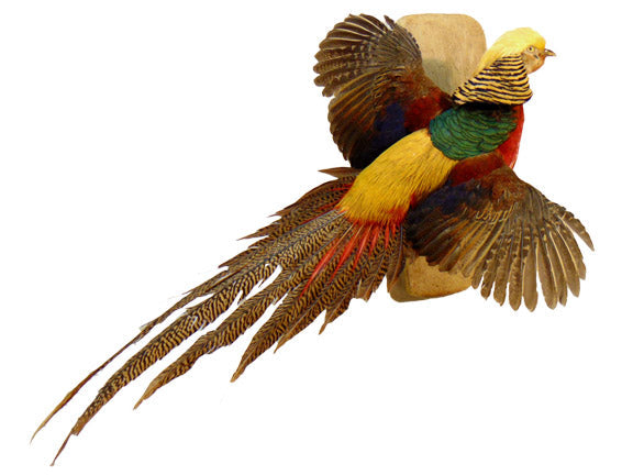 Fish & Birds