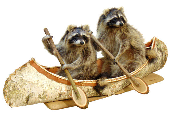 Raccoons