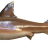 Shark Reproduction Mount image 0