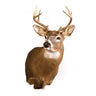 White Tail Deer Shoulder Mount Taxidermy image 0