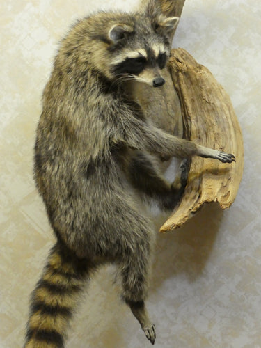Raccoon Hanging on Driftwood image 1