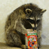 Raccoon with Cereal Box image 0