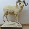 Lifesize Dall Sheep image 0