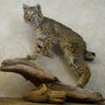 Bobcat Walking on Driftwood Taxidermy image 0