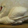 Swimming Swan Taxidermy image 0
