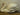 Swimming Swan Taxidermy image 0