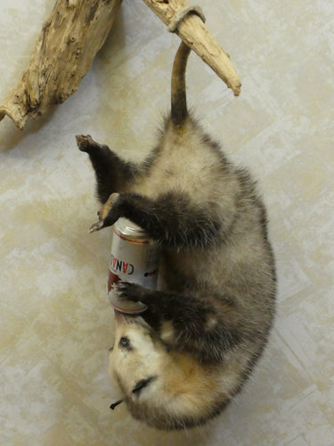 Opossum hanging with Beer Can image 1