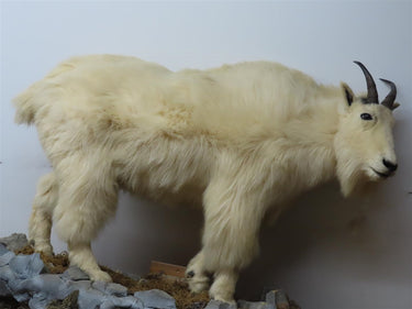 Lifesize Mountain Goat w/ Rock Base Wall Mount image 1