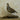 Scaled Quail Taxidermy image 0
