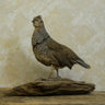 Scaled Quail Taxidermy image 0