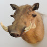 Warthog Shoulder Mount image 0