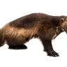 Wolverine Standing Taxidermy Mount image 0