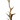 Elk Antler Floor Lamp w/ Moose Base