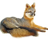 Laying Gray Fox Taxidermy Mount image 0