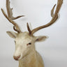 Fallow Deer Shoulder Mount image 0