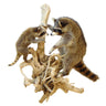 Climbing Raccoon Pair Taxidermy Mount image 0
