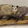 Double Opossum image 0