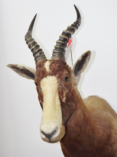 Blesbok Shoulder Mount image 1