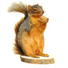 Squirrel Standing Taxidermy Mount image 0
