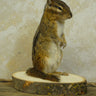 Standing Chipmunk Taxidermy image 0