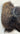 Bison Taxidermy Shoulder Mount image 1