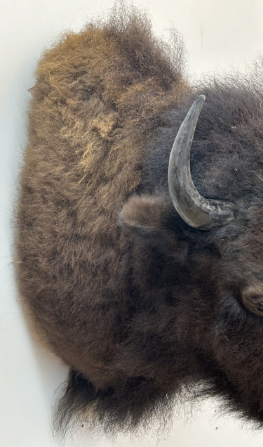 Bison Taxidermy Shoulder Mount image 1