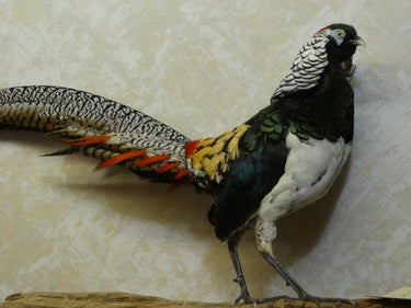 Lady Amherst Pheasant Taxidermy image 1