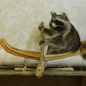 Single Canoeing Raccoon Taxidermy image 0