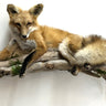 Red Fox on Driftwood --Laying pose image 0