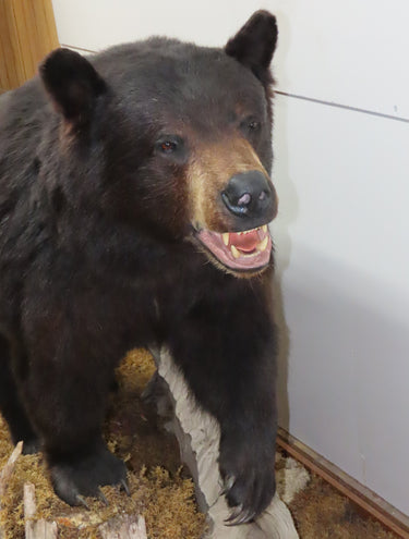 Large Standing Black Bear image 1