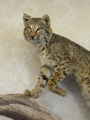 Bobcat Walking on Driftwood Taxidermy image 1